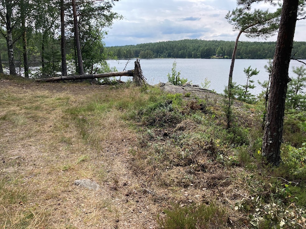 Et bilde som inneholder utendørs, gress, tre, himmelAutomatisk generert beskrivelse