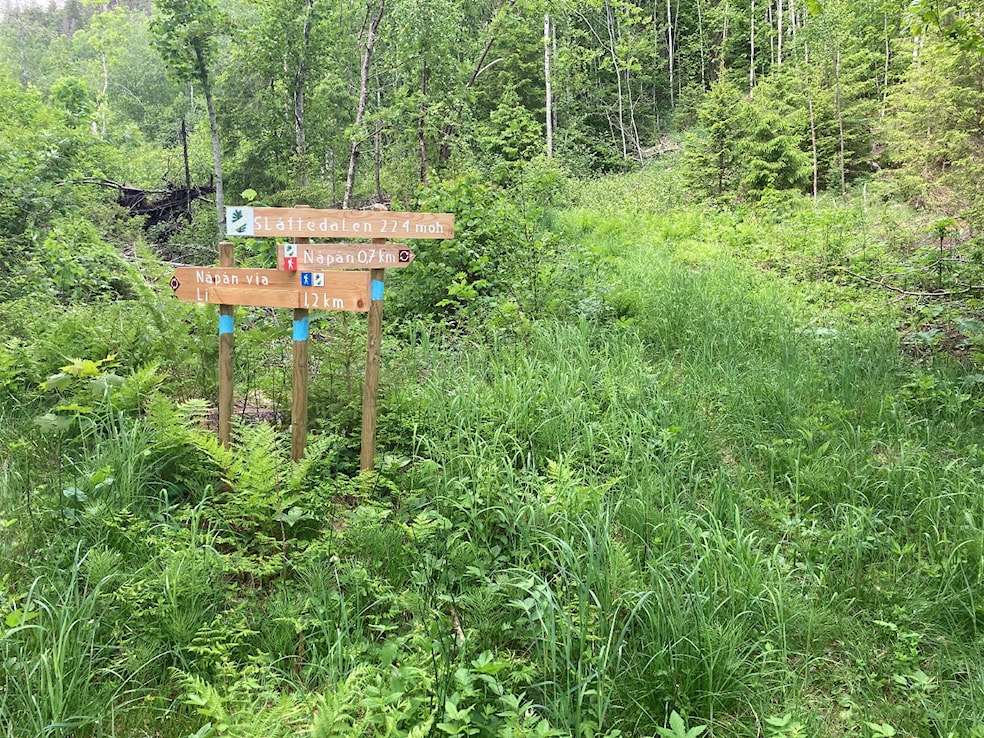 Et bilde som inneholder tre, utendørs, gress, skogAutomatisk generert beskrivelse