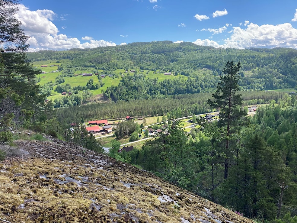 Et bilde som inneholder fjell, tre, utendørs, gressAutomatisk generert beskrivelse