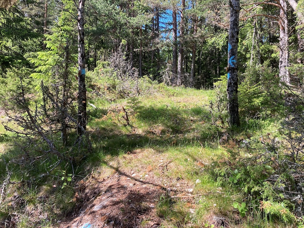 Et bilde som inneholder tre, utendørs, gress, planteAutomatisk generert beskrivelse