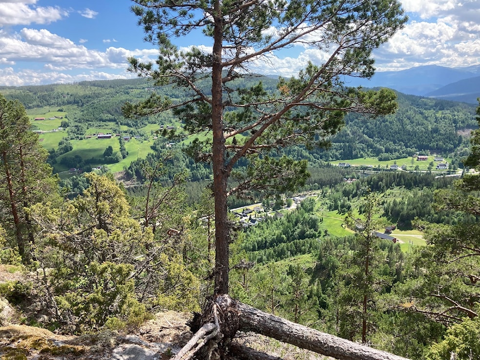 Et bilde som inneholder tre, utendørs, bartre, planteAutomatisk generert beskrivelse