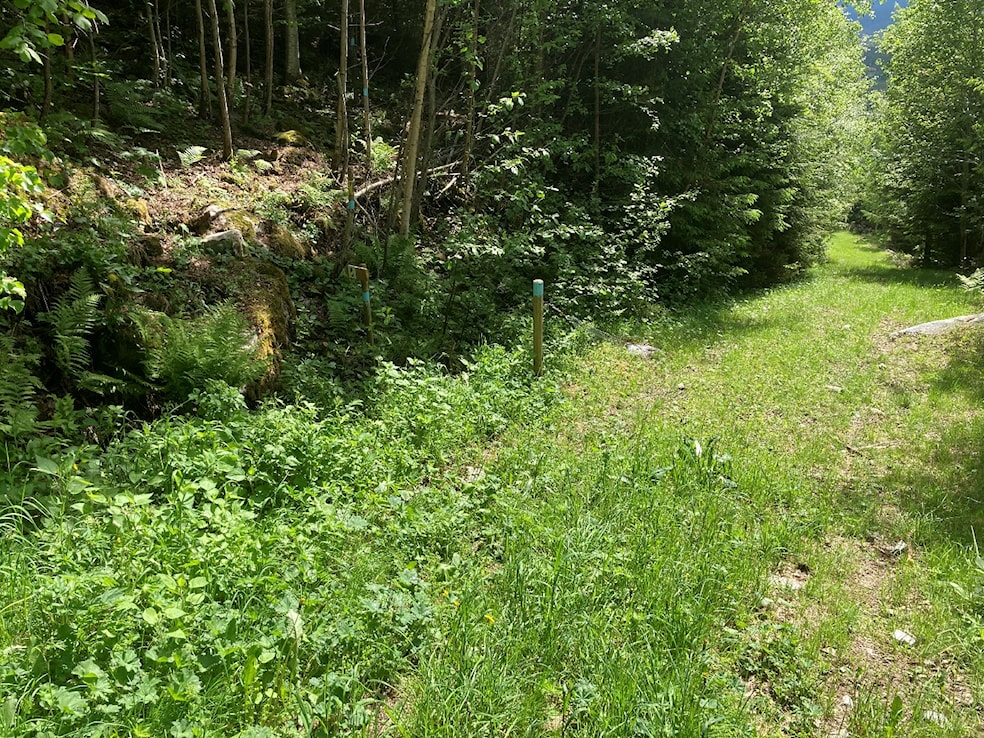 Et bilde som inneholder tre, gress, utendørs, planteAutomatisk generert beskrivelse