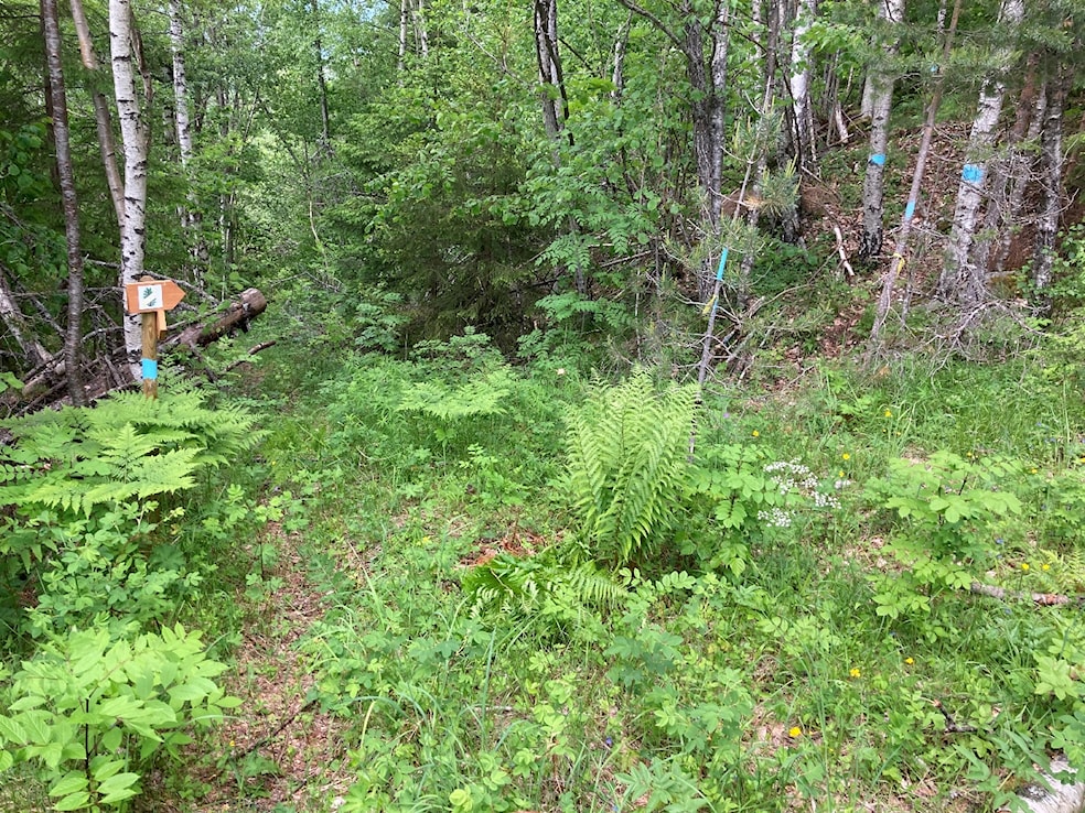 Et bilde som inneholder tre, utendørs, gress, planteAutomatisk generert beskrivelse